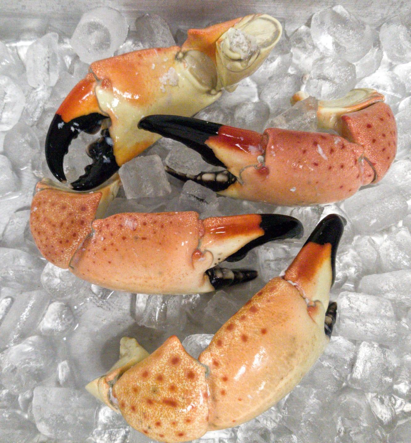 Florida Stone Crabs Cracked